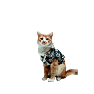 A Ginger Cat Dressed In A Fashionable Vest Poses In A Studio Setting. 16272 - Cat PNG image with transparent background